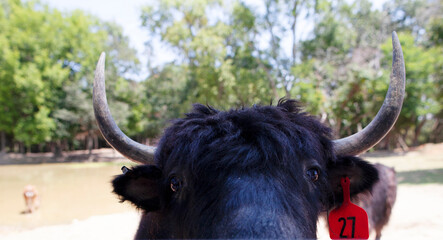 YAK