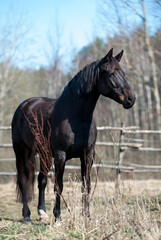 Autumn portrait of graceful black horse at ranch