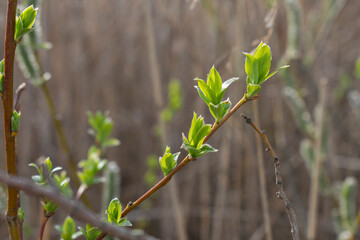 Young green leaves had just opened on the willow