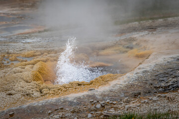 Geyser Erupting at Yellowstone National Park