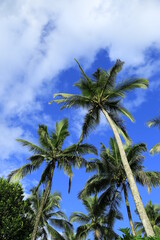 Beautiful coconut palm trees on blue sky background with clouds
