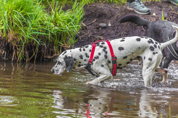 Dalmatiner mit roter Hundeleine am Ufer eines Sees