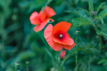 Mohnblume Nahaufnahme