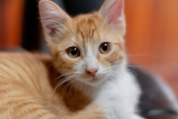 Bonito gato descansando 