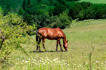 Naklejka na ściany i meble Thoroughbred brown horse grazing on a green field. In the foreground a shrub in the background of green deciduous trees. Beautiful light.