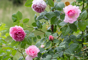 Blooming rose in the garden on a sunny day. Rose The Ancient Mariner