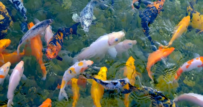 Koi fish as object of breeding in ceremonial ponds , pisciculture.