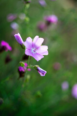 Meadow flowers, developed pink flower with buds in the green grass, in the backlight.