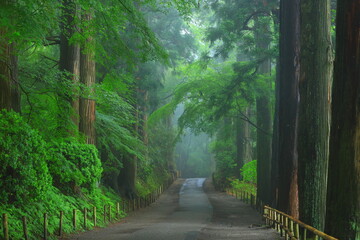 Fototapeta premium 世界遺産 霧の中尊寺