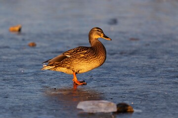 Anas platyrhynchos - Marching Duck , mallard, mallard standing on the frozen surface of the dam in beautiful light.