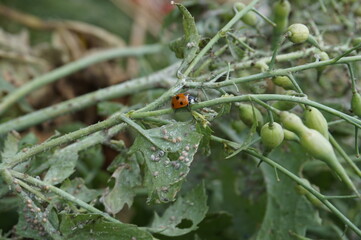 coccinelle - auxiliaire du jardin