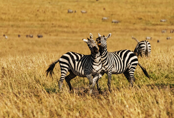 Obraz na płótnie Canvas Loving Zebras in Masai Mara, Kenya
