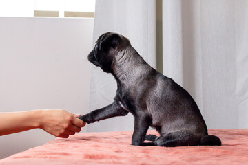 Obraz premium Hermoso perro pug dando la pata