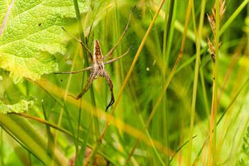 Jagdspinne 