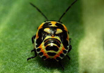 beautiful insect on a juicy green leaf, beetle