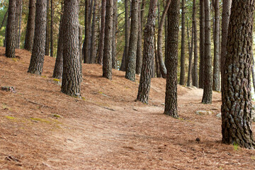 Obraz premium Path in a pine forest