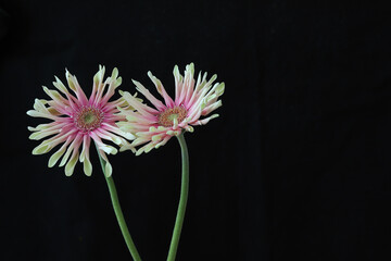 黒背景のガーベラ