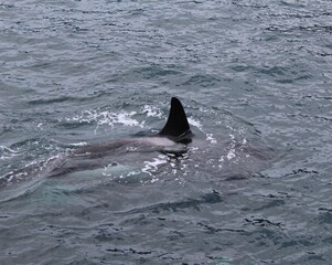 Killer Whale Fin