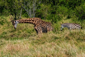 Giraffes and Zebras in Masai Mara, Kenya