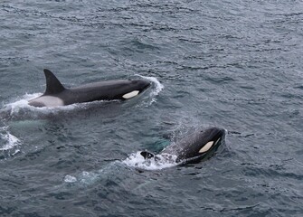 Killer Whales