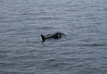 Fototapeta premium Killer Whale