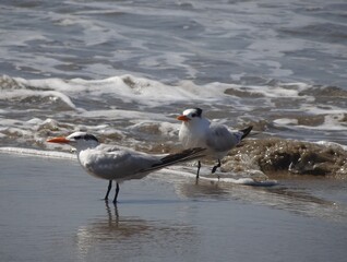 Royal tern (Thalasseus maximus) at the beach in Yacila near Paita, Peru