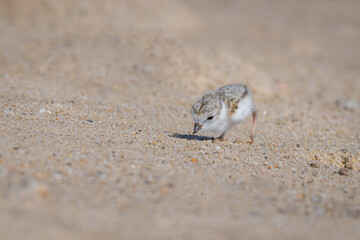 piping plover baby hunts for its brunch