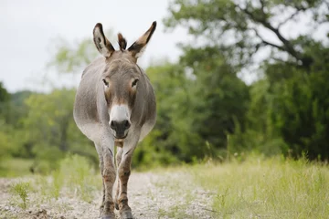 Tuinposter Mini donkey walking through Texas nature on farm. © ccestep8