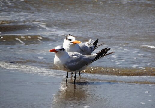 Royal tern (Thalasseus maximus) at the beach in Yacila near Paita, Peru