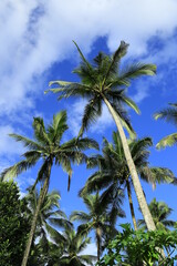 Beautiful coconut palm trees on blue sky background with clouds