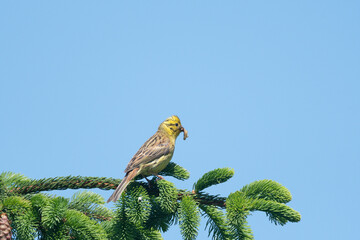 Goldammer sammelt Futter