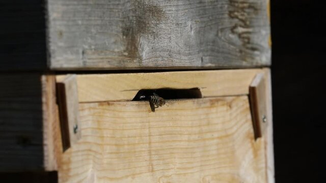wildlife, insects, bees and flowers, bees flying back to there beehive