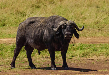 Obraz premium African buffalo at Masai Mara, Kenya