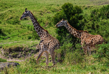 Giraffes in Masai Mara, Kenya