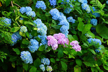 Blue and purple flowers of hydrangea