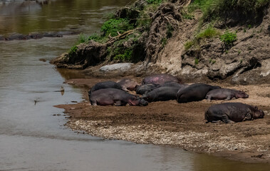 Hippos in Masai Mara, Kenya