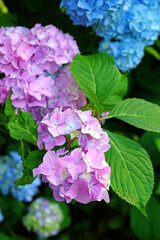 Blue and purple flowers of hydrangea