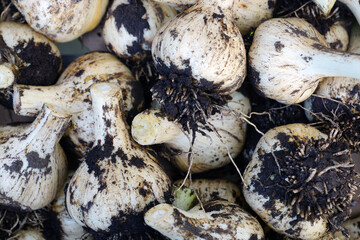 Freshly dug heads of garlic bulbs