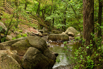 stream in the forest