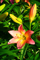 Bicolor Asiatic lily flower growing in the garden