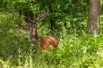 red deer in the woods