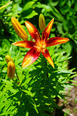 Bicolor Asiatic lily flower growing in the garden