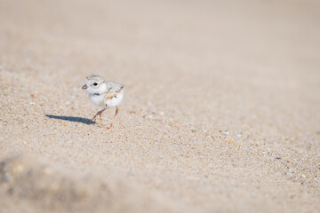 cuteness warning: piping plover baby