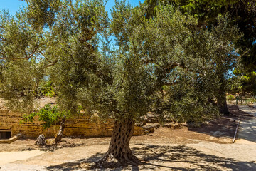 An old Olive trees in the ancient Sicilian city of Agrigento in summer