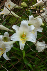 white lilies 