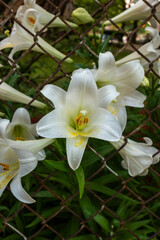 Fototapeta na wymiar white lilies 