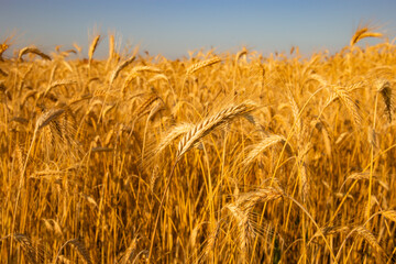 Golden wheat in the field. Grain spikes ripening in summer before the harvest.