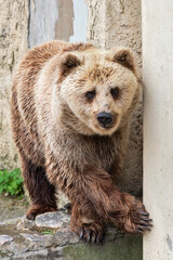 Plakat Big brown bear in the zoo.