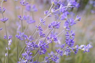 Soft focus on lavender flower, beautiful lavender flower .Close-up