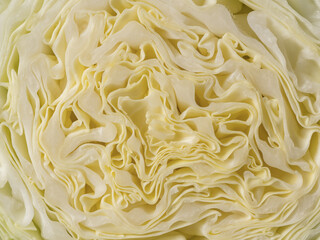 Cabbage is in a cut. Organic vegetable closeup.
